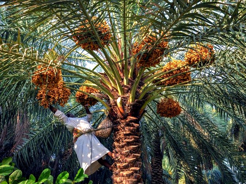 Пальма в Саудовской Аравии